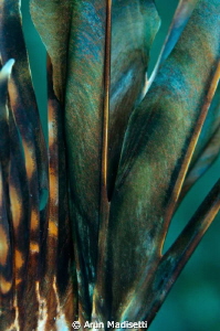 Dorsal spines of a (invasive)  lionfish. Removed with ext... by Arun Madisetti 